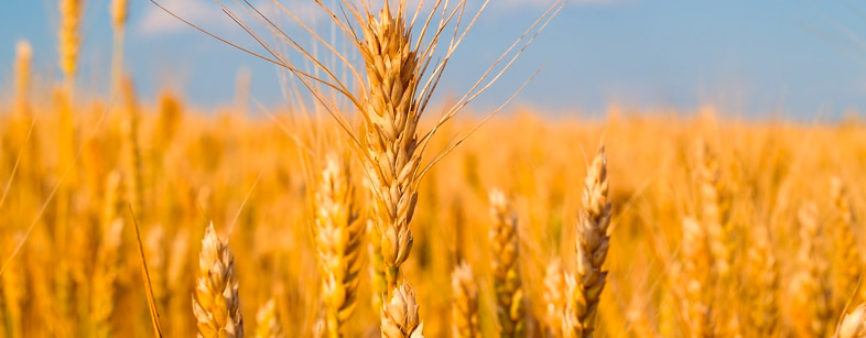 Imu terreni agricoli, tutte le novità del governo